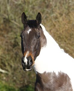 Palomino Warmbloods 033