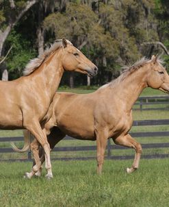 Palomino Warmbloods 026