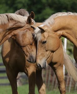 Palomino Warmbloods 027