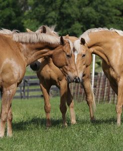 Palomino Warmbloods 028