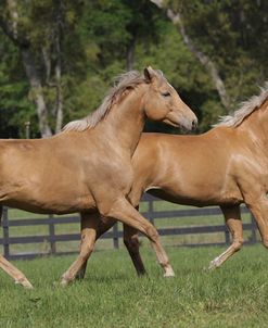 Palomino Warmbloods 029