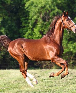 Saddlebred 001