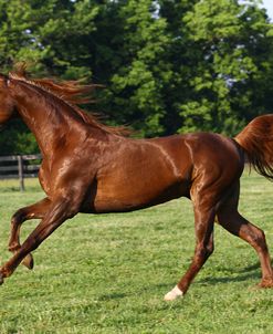 Saddlebred 002