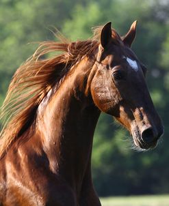 Saddlebred 003