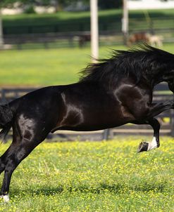 Rocky Mountain Stallion 001