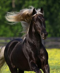 Rocky Mountain Stallion 002