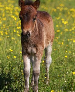 Shetland Pony 007