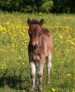 Shetland Pony 008