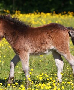 Shetland Pony 009