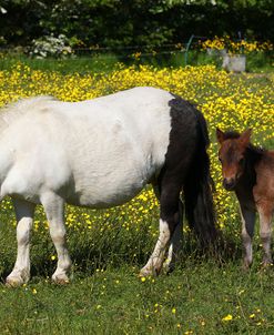 Shetland Pony 010