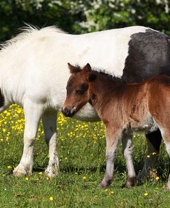 Shetland Pony 011