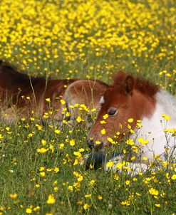 Shetland Pony 012