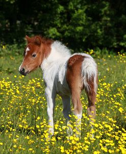 Shetland Pony 003