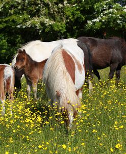 Shetland Pony 004