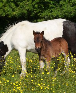 Shetland Pony 005