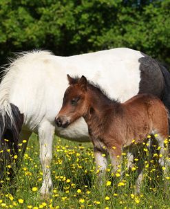 Shetland Pony 006