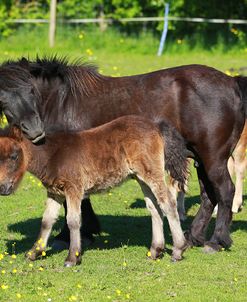Shetland Pony 017
