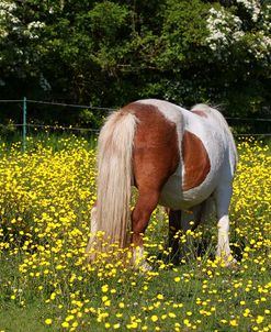 Shetland Pony 018