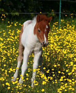 Shetland Pony 019