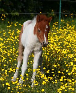 Shetland Pony 019