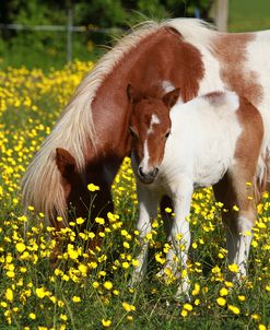 Shetland Pony 020