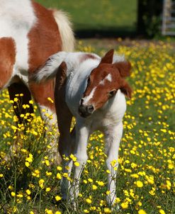 Shetland Pony 021