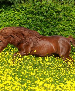 Shetland Pony 022