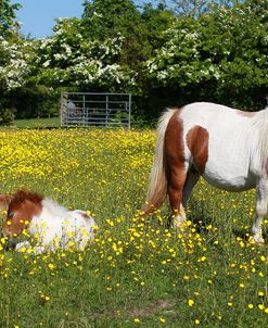 Shetland Pony 013