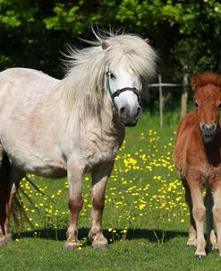 Shetland Pony 014