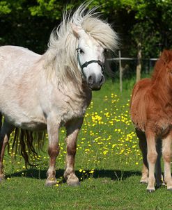 Shetland Pony 015