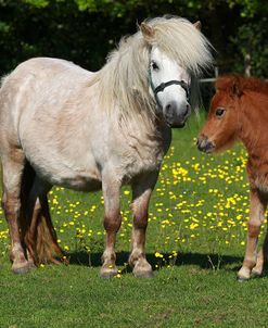 Shetland Pony 016