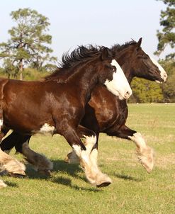 Shires 005