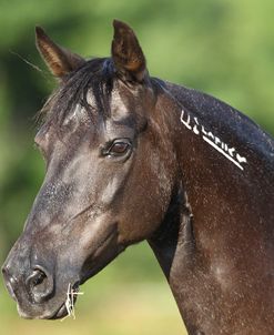 Spanish Mustang