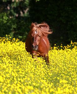 Shetland Pony 025