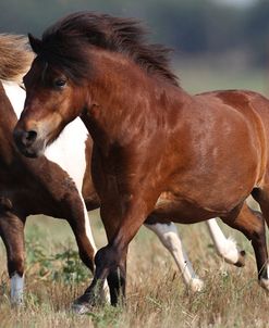 Shetland Pony 026