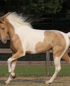 Tennessee Walker 002