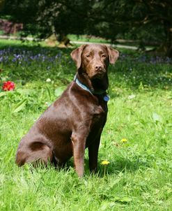 Retriever – Chocolate Labrador 001