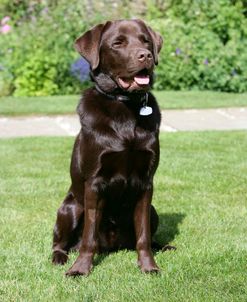 Retriever – Chocolate Labrador 002