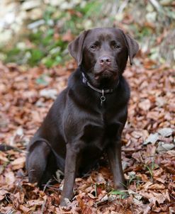 Retriever – Chocolate Labrador 003