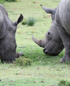 South African White Rhinoceros 003