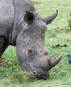 South African White Rhinoceros 004
