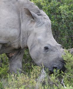 South African White Rhinoceros 005