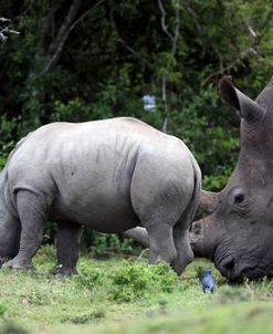 South African White Rhinoceros 006