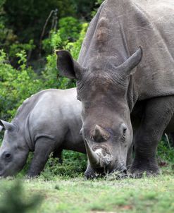 South African White Rhinoceros 007