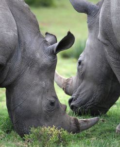 South African White Rhinoceros 008