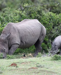 South African White Rhinoceros 001