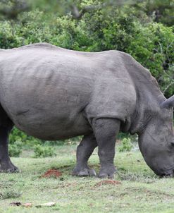 South African White Rhinoceros 002