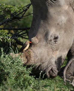 South African White Rhinoceros 013