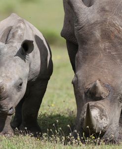 South African White Rhinoceros 014