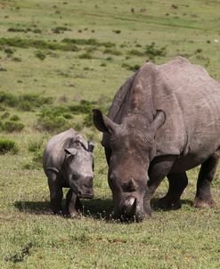 South African White Rhinoceros 015